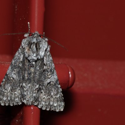 Acronicta megacephala (šípověnka velkohlavá), IT, San Leonardo, Jižní Tyrolsko