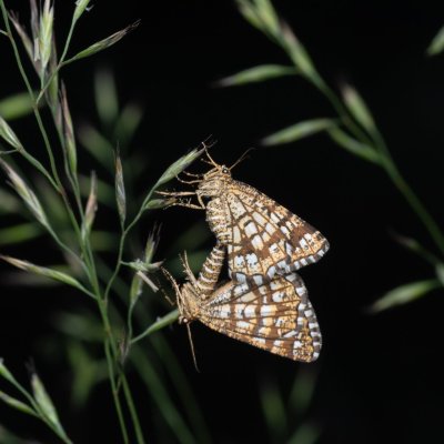 Chiasmia clathrata (kropenatec jetelový), PP Pohoří na Šumavě