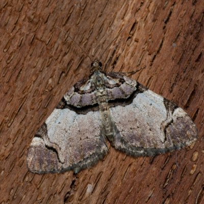 Anticlea derivata (píďalka černopruhá), PR Kamenný vrch