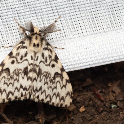 Lymantria monacha (bekyně mniška), NPP Jeskyně Pekárna