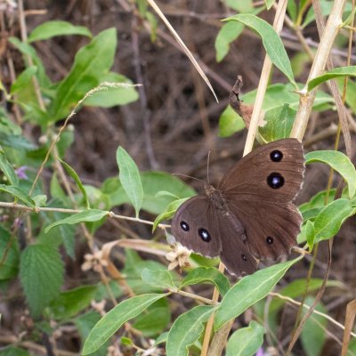 Minois dryas (okáč ovsový), Dolní Kounice