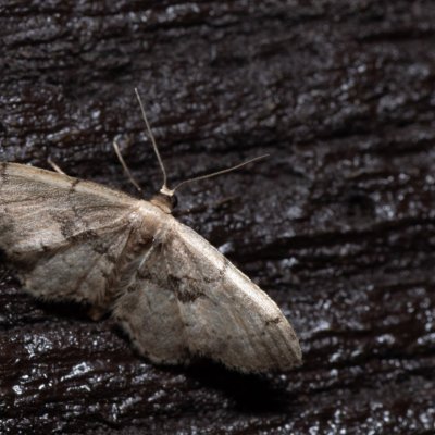 Idaea laevigata (žlutokřídlec listový), SK, Štôla