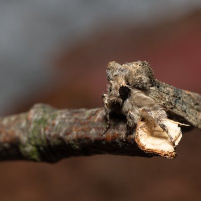 Polyploca ridens (můřice dubová), Žebětín
