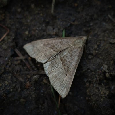 Hypena proboscidalis (zobonosec kopřivový), PR Údolí Oslavy a Chvojnice