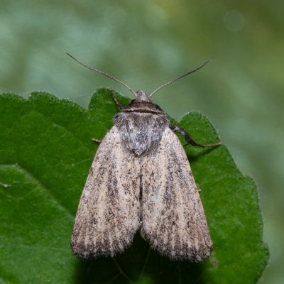 Photedes fluxa (travařka třtinová), NPP Jeskyně Pekárna