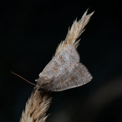 Ipimorpha subtusa (blýskavka topolová), PP Bobrava