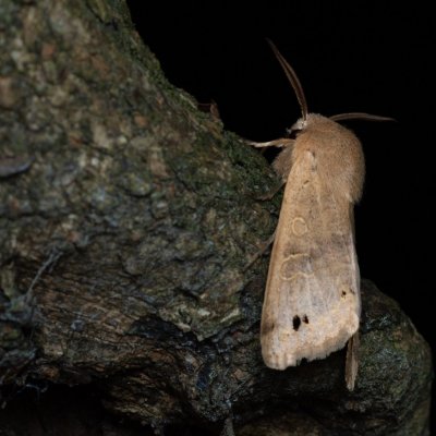 Perigrapha munda (jarnice černoskvrnná), Žebětín