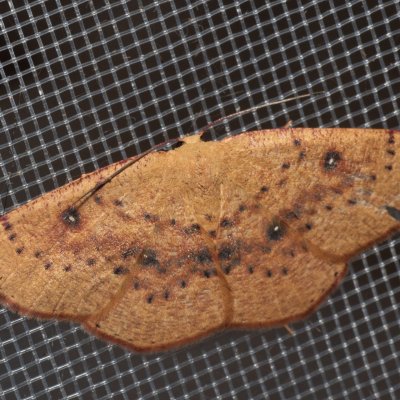 Cyclophora puppillaria (očkovec očkovaný), GR, Myrtidion monastery, Korfu