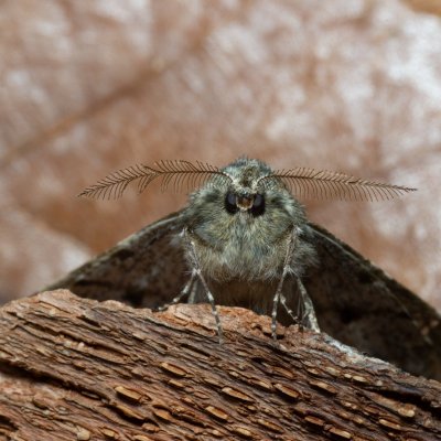 Phigalia pilosaria (drsnokřídlec hrušňový), Kamenný vrch