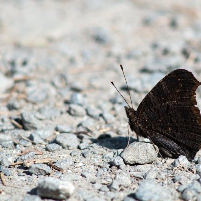 Aglais io (babočka paví oko), PR Průchodnice