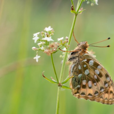 Argynnis aglaja (perleťovec velký), PR Studnické louky