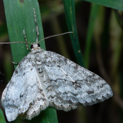 Ectropis crepuscularia (různorožec orlíčkový), Žebětín