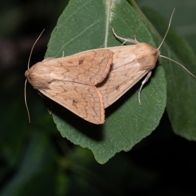 Mythimna vitellina (plavokřídlec žloutkový), HR, Jablanac