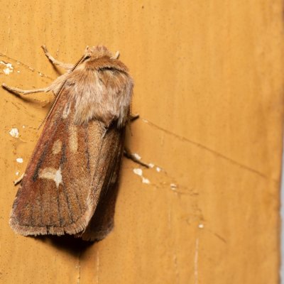 Cerapteryx graminis (můra luční), SK, Štôla