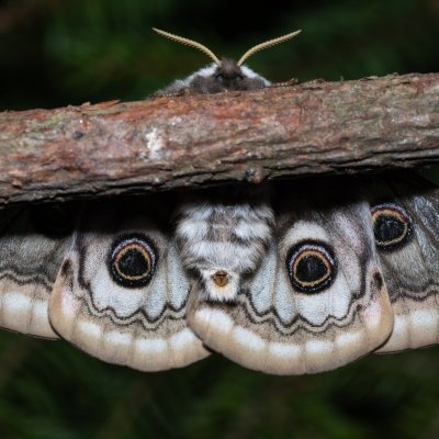 Saturnia pavoniella (martináč podobný), Devět křížů