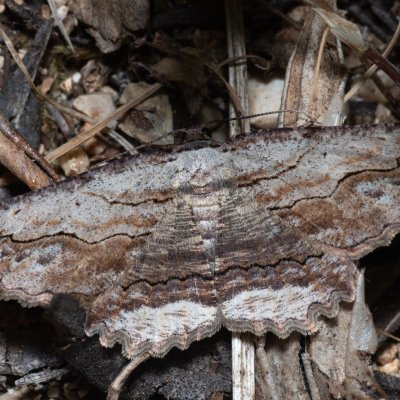 Menophra abruptaria (-), GR, Myrtidion monastery, Korfu