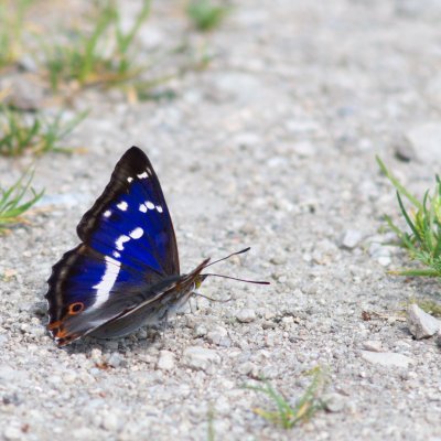 Apatura iris (batolec duhový), SK, Štôla