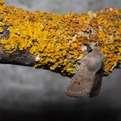 Orthosia populeti (jarnice topolová), Hády - odkaliště