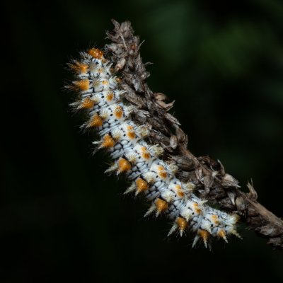 Melitaea didyma (hnědásek květelový), PP Černice