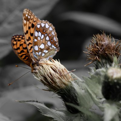 Argynnis adippe (perleťovec prostřední), Adamov