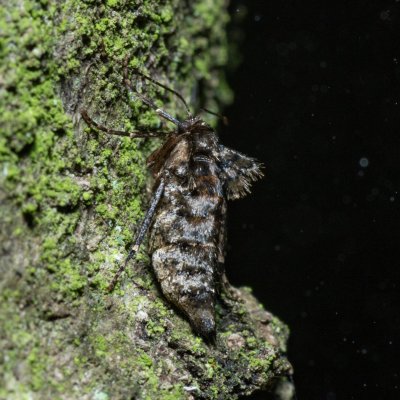 Agriopis aurantiaria (tmavoskvrnáč zlatavý), Žebětín