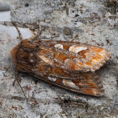 Panolis flammea (sosnokaz borový), PR Pavlovské mokřady