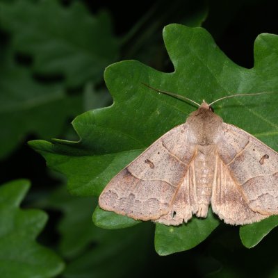 Minucia lunaris (hnědopáska dubová), PP Střelický les