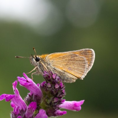 Thymelicus sylvestris (soumračník metlicový), SK, Štôla