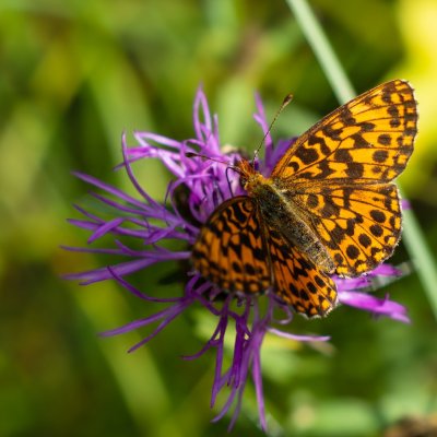 Boloria dia (perleťovec nejmenší), PR Rakovecké stráně a údolí bledulí