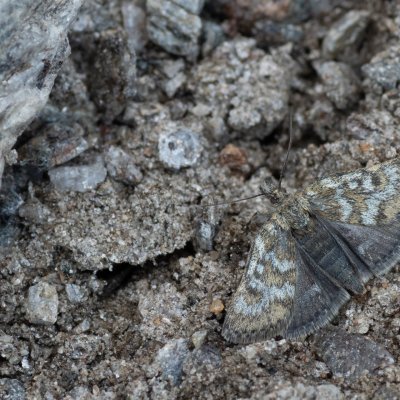 Metaxmeste phrygialis (zavíječ skalní), IT, Pfelders - Plan, Jižní Tyrolsko