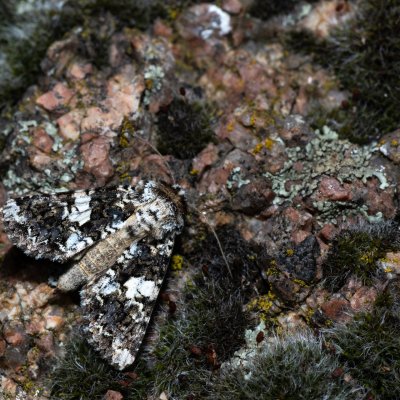 Hadena confusa (můra malá), Urbanův kopec, Ostopovice