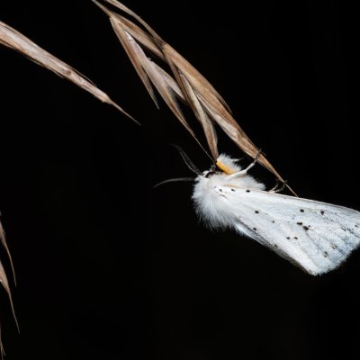 Spilosoma lubricipeda (přástevník mátový), Hády - lesní lom
