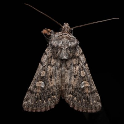 Dichagyris forcipula (osenice šedokřídlá), PP Ječmeniště