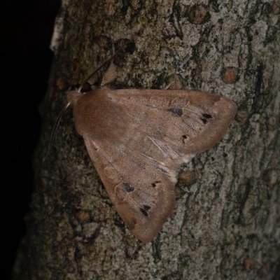 Perigrapha munda (jarnice černoskvrnná), Žebětín