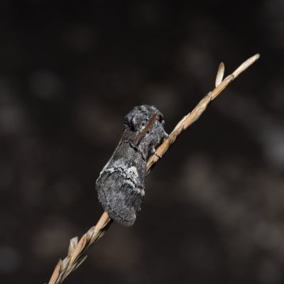 Drymonia querna (hřbetozubec drnákový), PR Svatý kopeček
