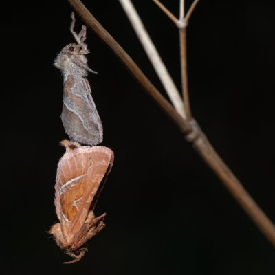 Triodia sylvina (hrotnokřídlec salátový), Klentnice