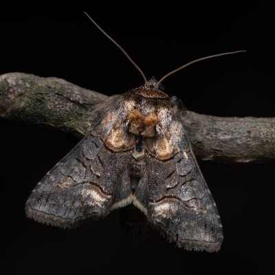 Abrostola asclepiadis (kovolesklec tolitový), NPP Pouzdřanská step - Kolby