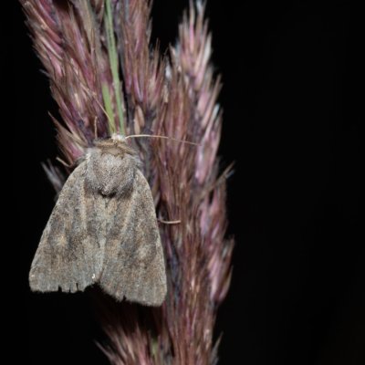 Photedes fluxa (travařka třtinová), Devět křížů