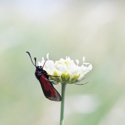 Zygaena purpuralis/minos (vřetenuška mateřídoušková/přehlížená), Havranické vřesoviště