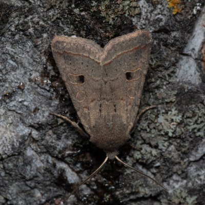 Agrochola lota (polnice vrbová), Hády - odkaliště