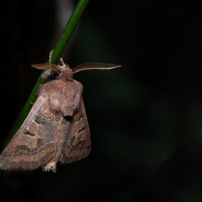 Episema tersa (jasnobarvec východní), NPP Na Adamcích