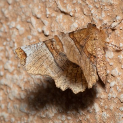 Selenia lunularia (zejkovec maliníkový), IT, Kuens, Jižní Tyrolsko