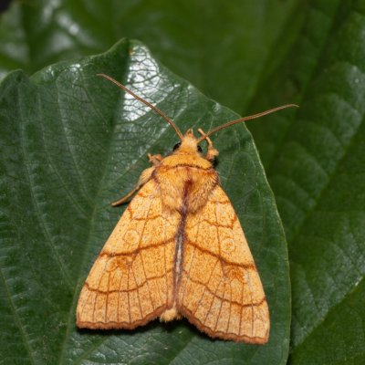 Tiliacea citrago (zlatokřídlec lipový), Henčov