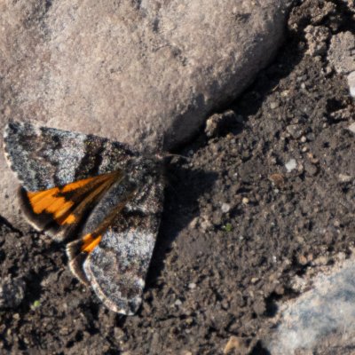 Boudinotiana notha (černoproužka osiková), Pouzdřany/Ivaň