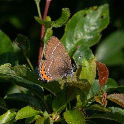 Satyrium pruni (ostruháček švestkový), Senorady