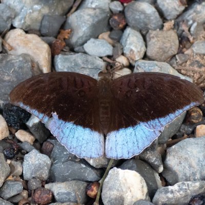 Tanaecia iapis (-), TH, Khao Sok