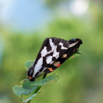 Parasemia plantaginis (přástevník jitrocelový), SK, NPR Slavkovská dolina, Tatry