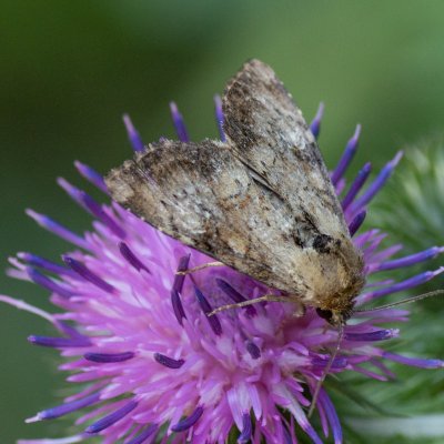Apamea scolopacina (šedavka třeslicová), SK, Štôla