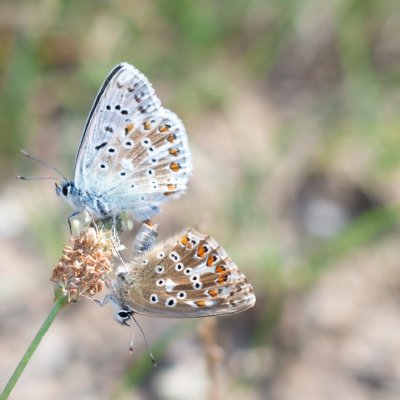 Polyommatus coridon (modrásek vikvicový), PP Černice
