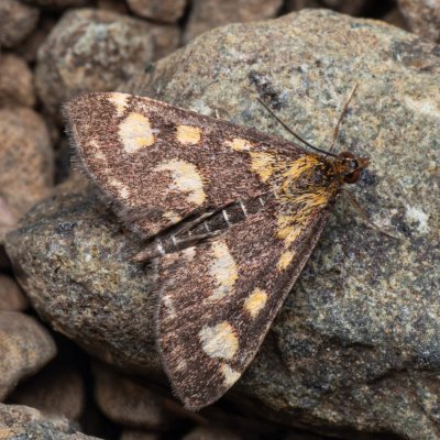 Pyrausta purpuralis (zavíječ purpurový), NPR Mohelenská hadcová step